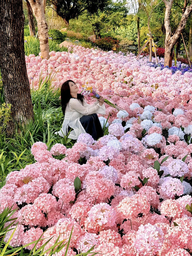 🌷珠海爆火！城市客廳美翻了，快來打卡📸
