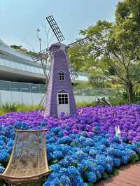 🌷珠海 | 城市客廳驚現夢幻花海鹿境