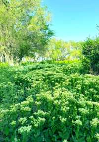 碧水藍天，候鳥天堂—瑪納斯濕地公園
