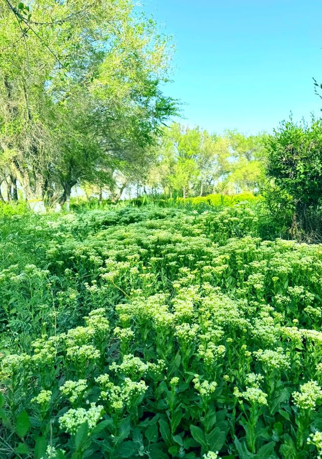 碧水藍天，候鳥天堂—瑪納斯濕地公園