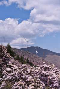 個人強推！涼山晚春限定～索瑪花海仙境