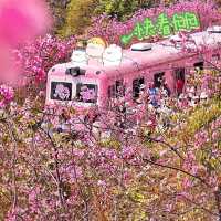 怒衝！深圳的春日浪漫，藏在荷蘭花卉小鎮🌸