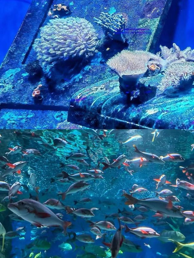 大連聖亞海洋公園旅遊