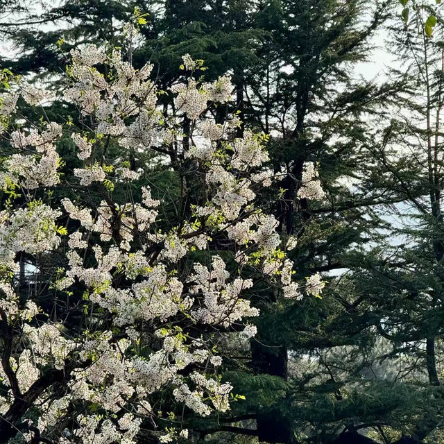 Season of Blossom in Beijing 🌸🌺🌼