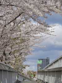札幌賞櫻花～五月也不晚，剛好可以安排在五一出行！