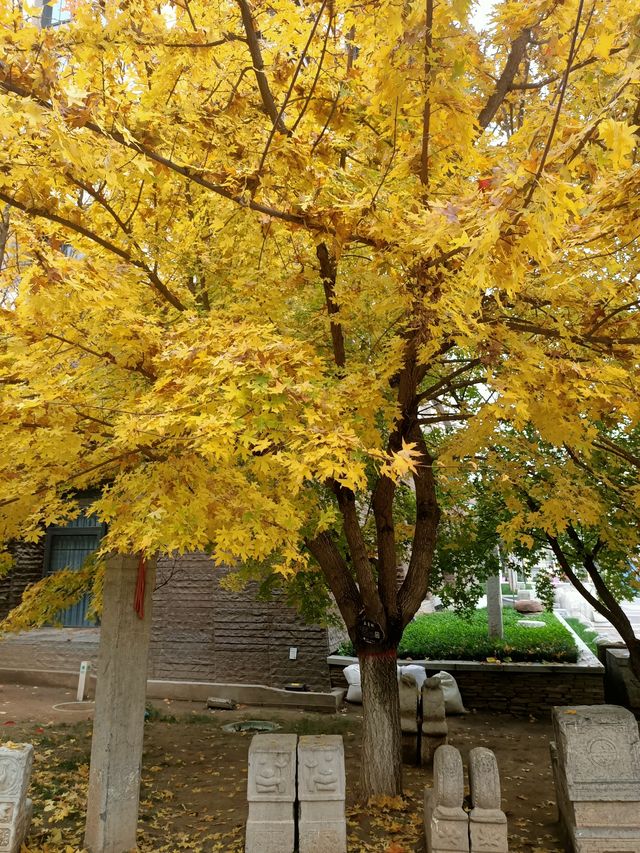 寶雞中華石鼓園的秋景也太美了吧