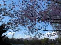 🌸邂逅札幌中島公園的櫻花驚喜
