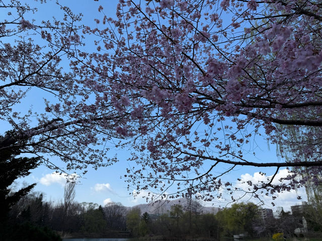 🌸邂逅札幌中島公園的櫻花驚喜