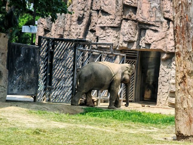 探秘蓉城野趣：成都動物園漫遊指南