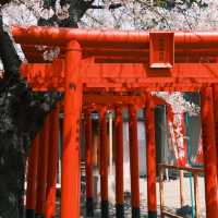 名古屋隱藏版賞櫻秘境！祐德稻荷神社太絕了！ 