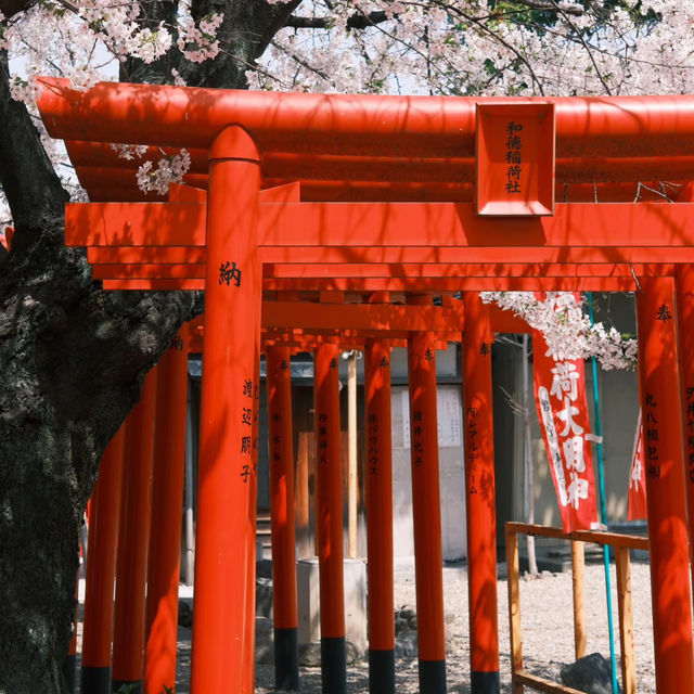 名古屋隱藏版賞櫻秘境！祐德稻荷神社太絕了！ 
