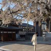 名古屋小眾賞櫻寶地 | 香穡積院的櫻花之約
