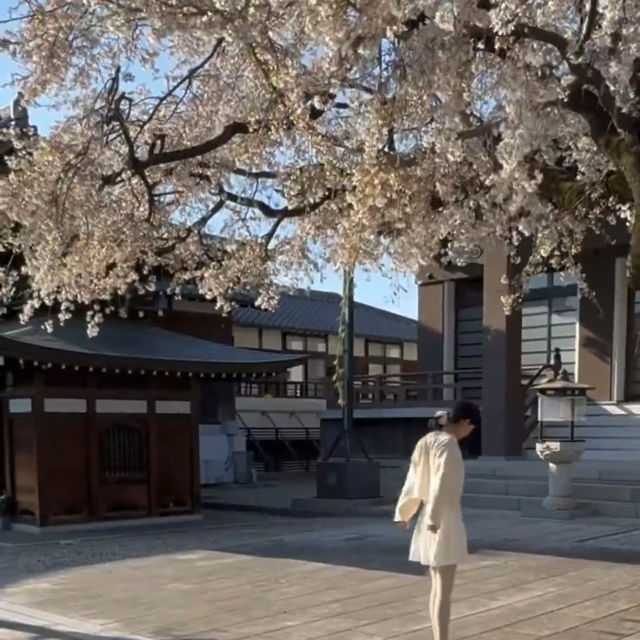 名古屋小眾賞櫻寶地 | 香穡積院的櫻花之約