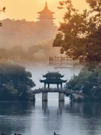 西湖賞荷路線絕美建議收藏