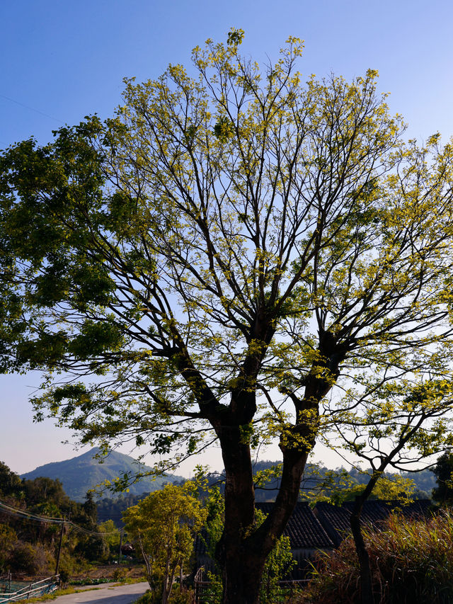 藏在舟山的佛系小眾秘境“善成禪寺”