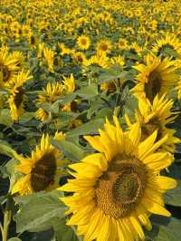 🌻東莞橫瀝葵香園 | 邂逅燦爛向日葵花海