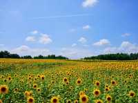 北海道北竜町 | 邂逅百萬向日葵花海🌻