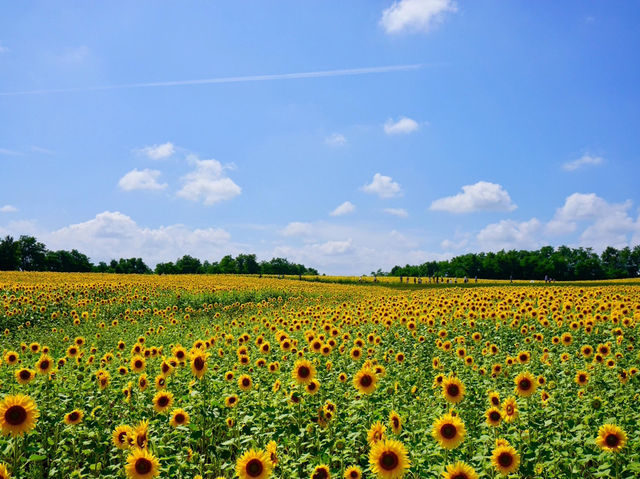 北海道北竜町 | 邂逅百萬向日葵花海🌻