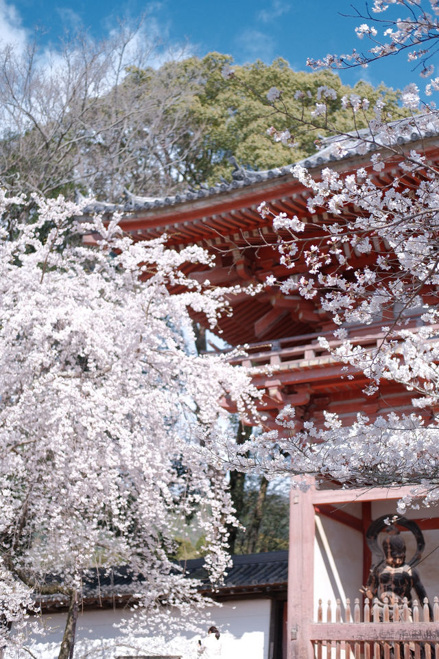 京都【背割堤-醍醐寺一日遊攻略，追櫻大吉】