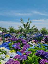 🌸濟州島西歸浦市繡球花園 | 夏日限定浪漫