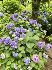 #多摩川台公園嘅繡球花