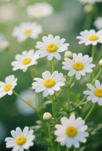 盛開嘅小雛菊，係初夏嘅清新浪漫啊