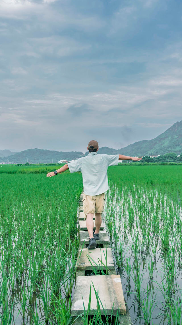 溫州拍照新熱點！平陽稻田嘅浪漫，藏喺夏日晚風裡
