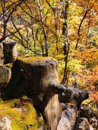 Erdaobaihe - The Enchanting Gateway to Changbai Mountain