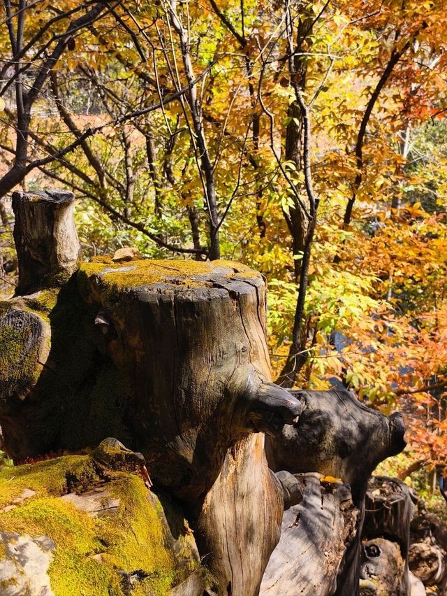 Erdaobaihe - The Enchanting Gateway to Changbai Mountain