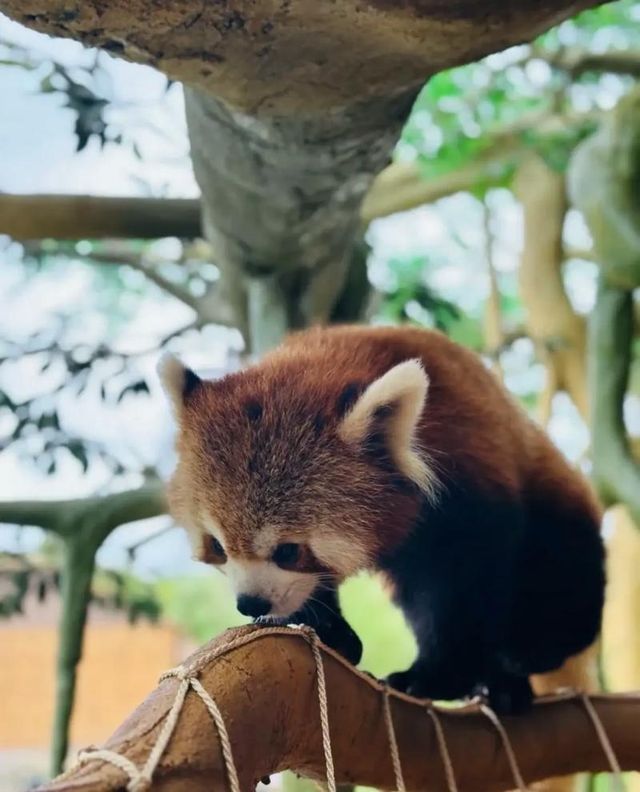 住進童話樹屋，與動物為鄰 南通森迪部落超詳細攻略