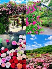 茨城：花海與自然的奇幻之旅