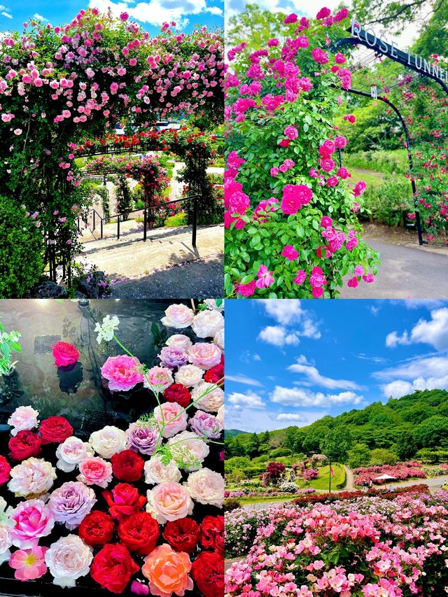 茨城：花海與自然的奇幻之旅