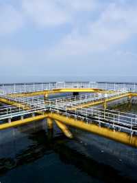 金鯧魚之都「湛江」捕撈現場帶你睇