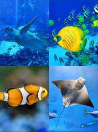 三亞亞特蘭蒂斯水族館高效遊玩攻略