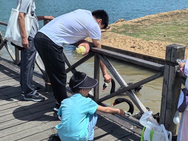 常州茅山森林世界親子遊全攻略 | 餵天鵝、勇闖魔法森林、邂逅植物