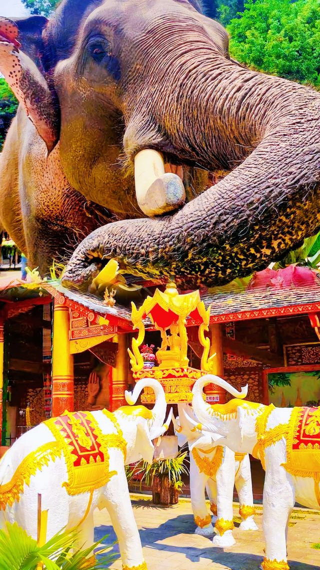 西雙版納嘅傣族潑水節：濕身快樂定係被「潑」出好運？