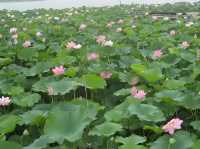 《金秋秘境！人均800蚊解鎖濟寧微山湖2日遊