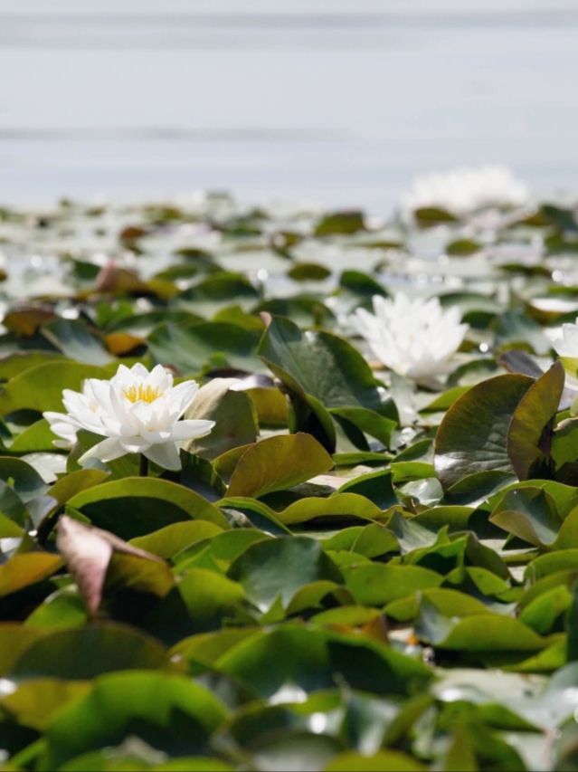 畢節金海湖公園：探秘貴州生態濕地，開啟心靈度假之旅