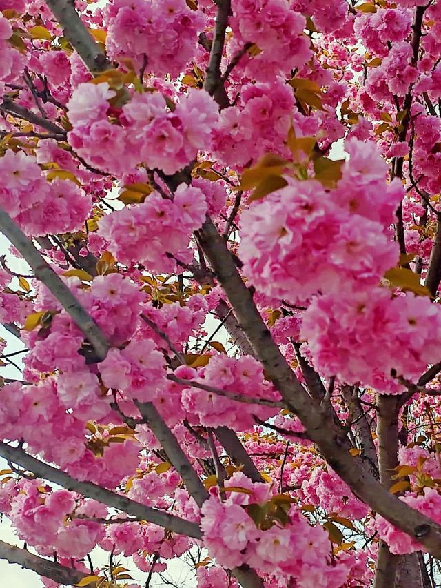 石家莊櫻花公園承包整個春天的浪漫暴擊!人均50get日系治癒感~  
姐妹們!石家莊藏著一座「現實 石家莊櫻花公園承包整個春天的浪漫暴擊!人均50get日系治癒感~  
姐妹們!石家莊藏著一座「現實
