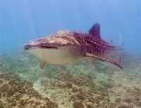 Top Maldives Resort Experience