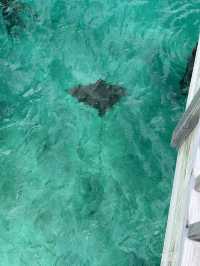 Magical Stay at Avani+ Maldives