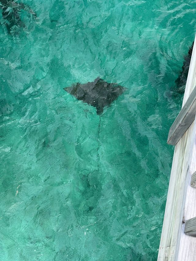 Magical Stay at Avani+ Maldives