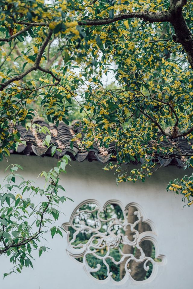 降溫了！我開始期待滄浪亭的桂花花窗……