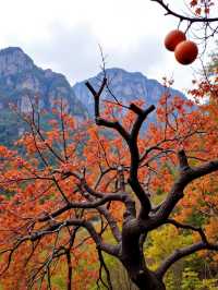 杭州周邊6大柿子林合集600年古村紅柿滿山，驚艷秋日！
