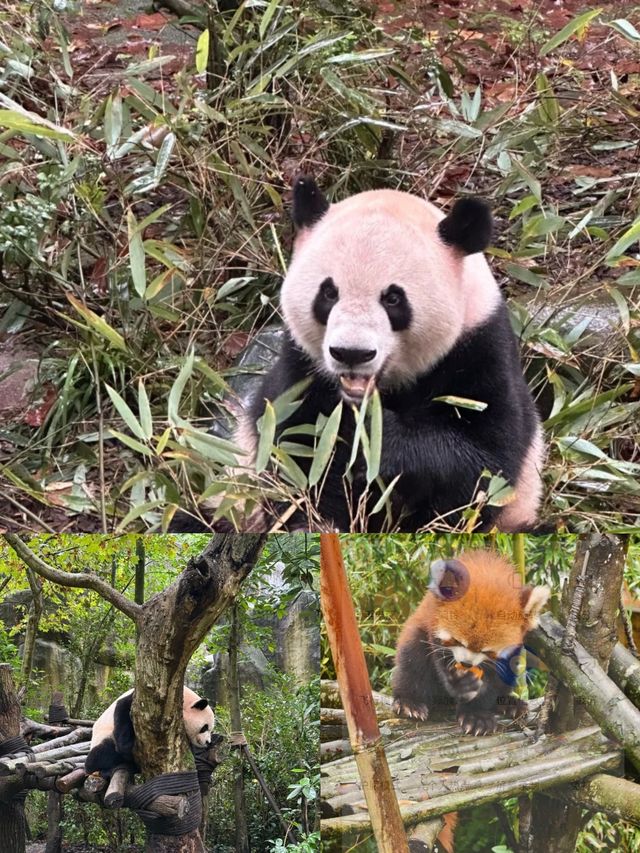 與閨蜜共赴熊貓谷，解鎖國寶奇遇，開啟一場浪漫旅行