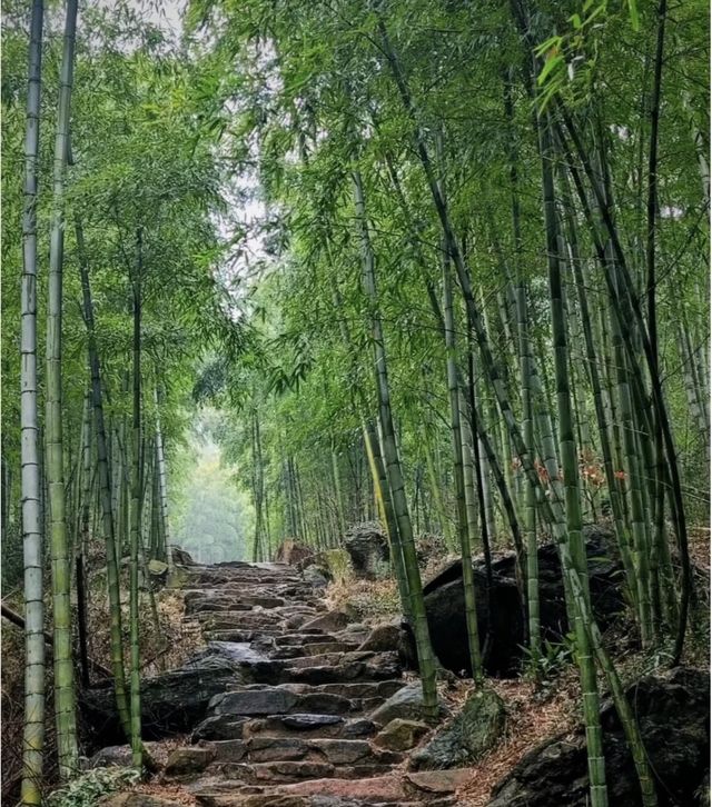 重走蔣公道｜把莫干山的秋裝進徒步裡