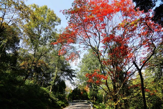 墜入秋天的童話天台山秋日漫遊指南