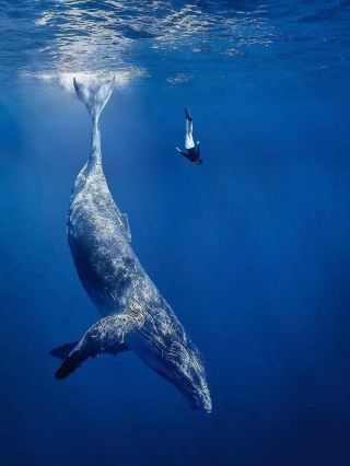 12-4月去斯里蘭卡追鯨！