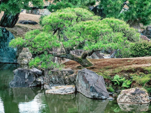Solo in the Shogun's Garden: A Day at Nijo Castle, Kyoto