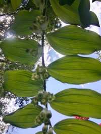 藍山腳下的秘密花園梅菲爾德絕美打卡攻略